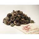 EUCALIPTUS Baies 200 g - Maria Casas Biòloga
